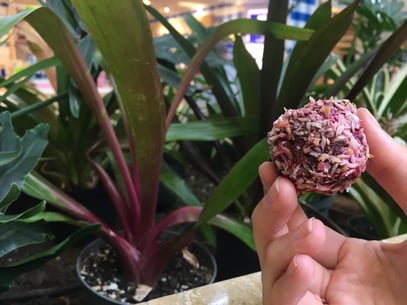 Cacao Bliss Bites Cacao Bliss Bites